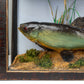 Two Fish Diorama