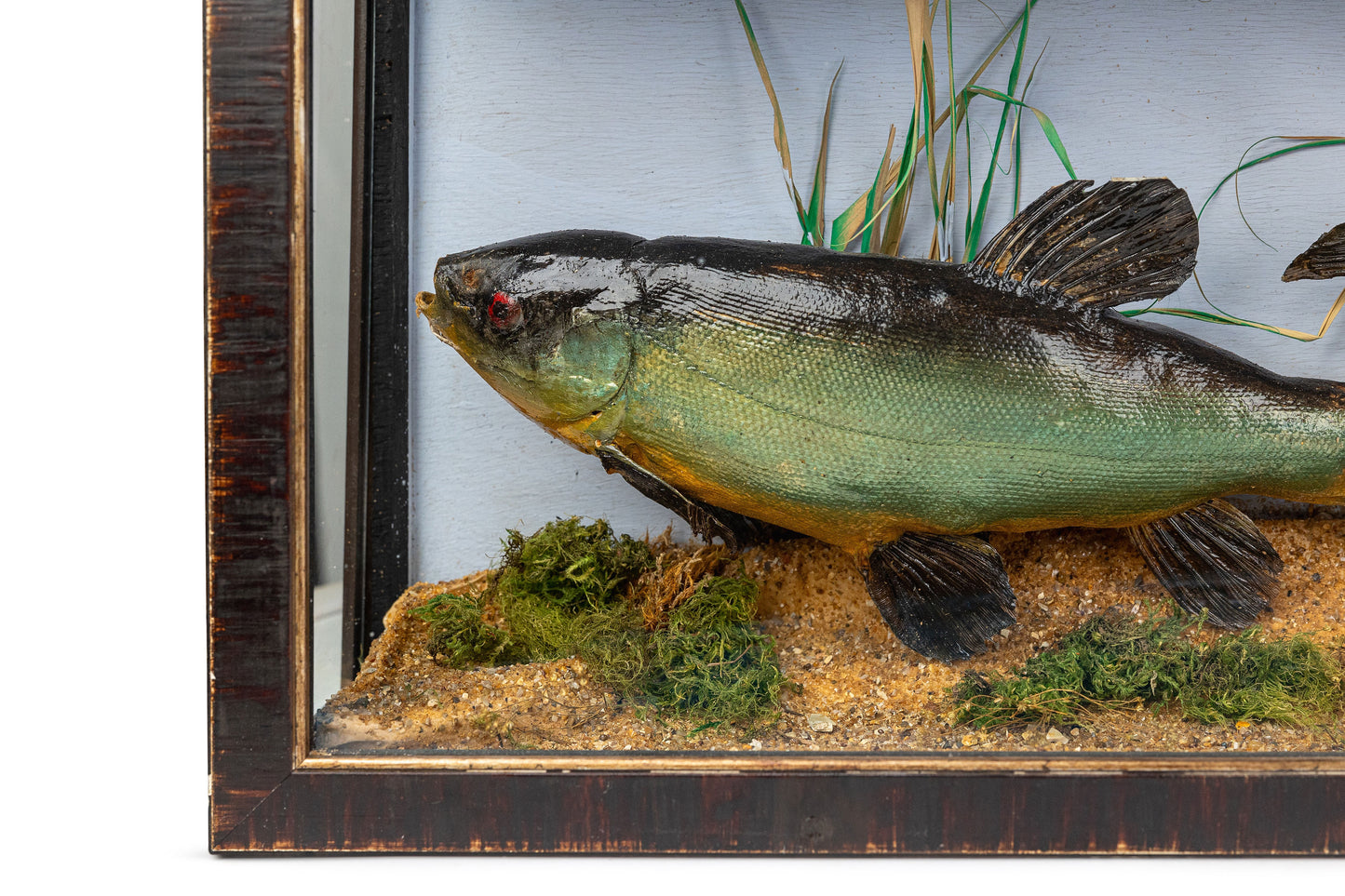 Two Fish Diorama