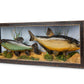 Two Fish Diorama