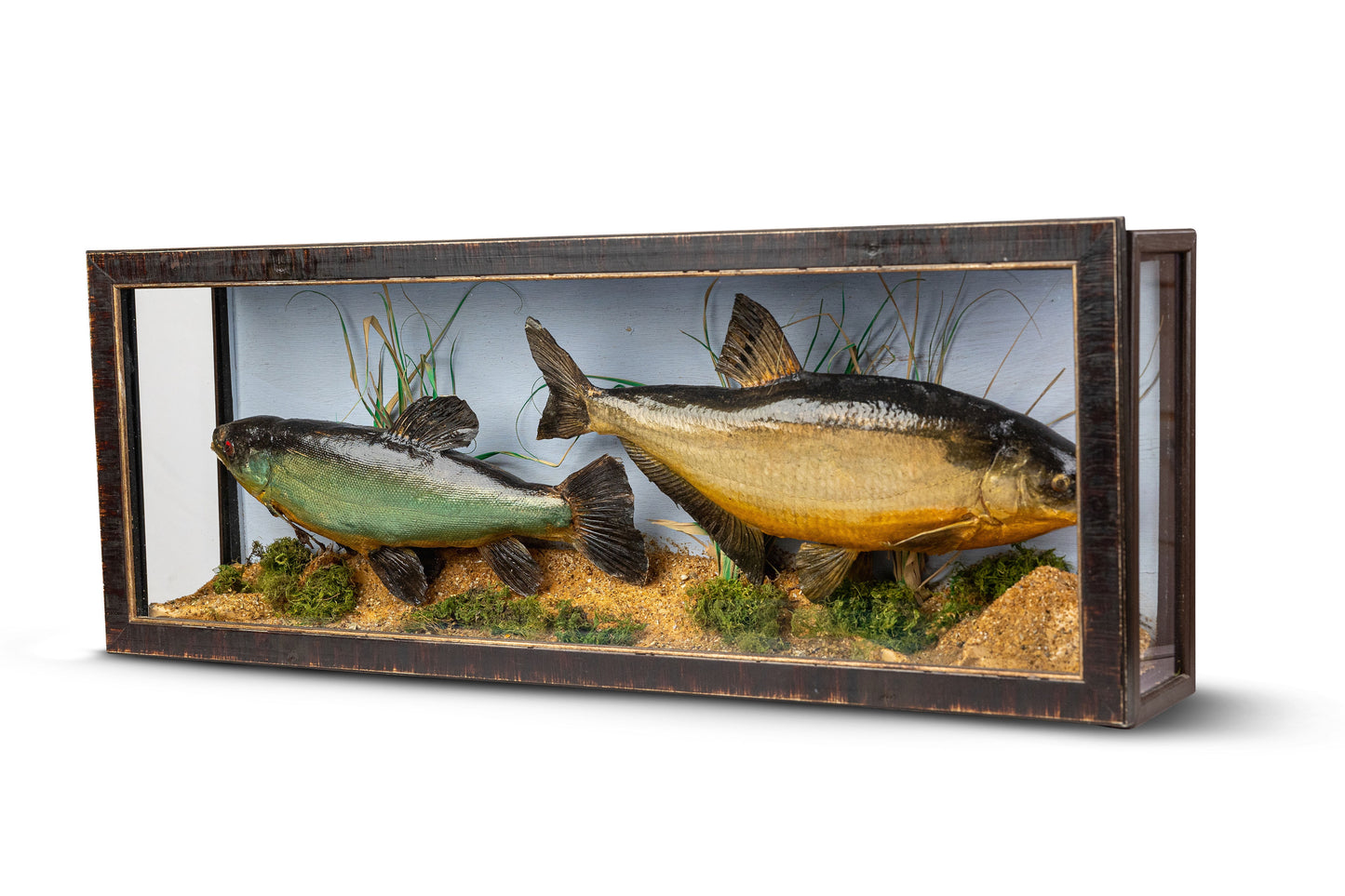 Two Fish Diorama