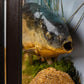 Two Fish Diorama
