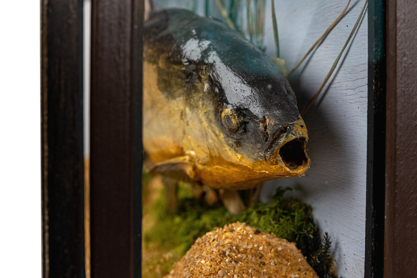 Two Fish Diorama