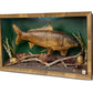 Single Fish Diorama