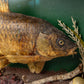 Single Fish Diorama