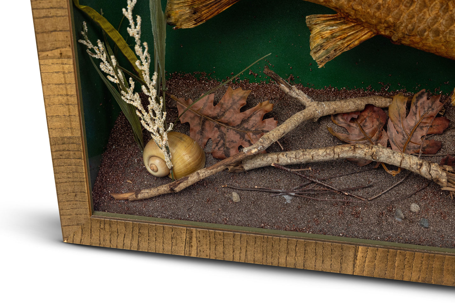 Single Fish Diorama
