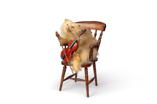 Fiddle Playing Albino Raccoon