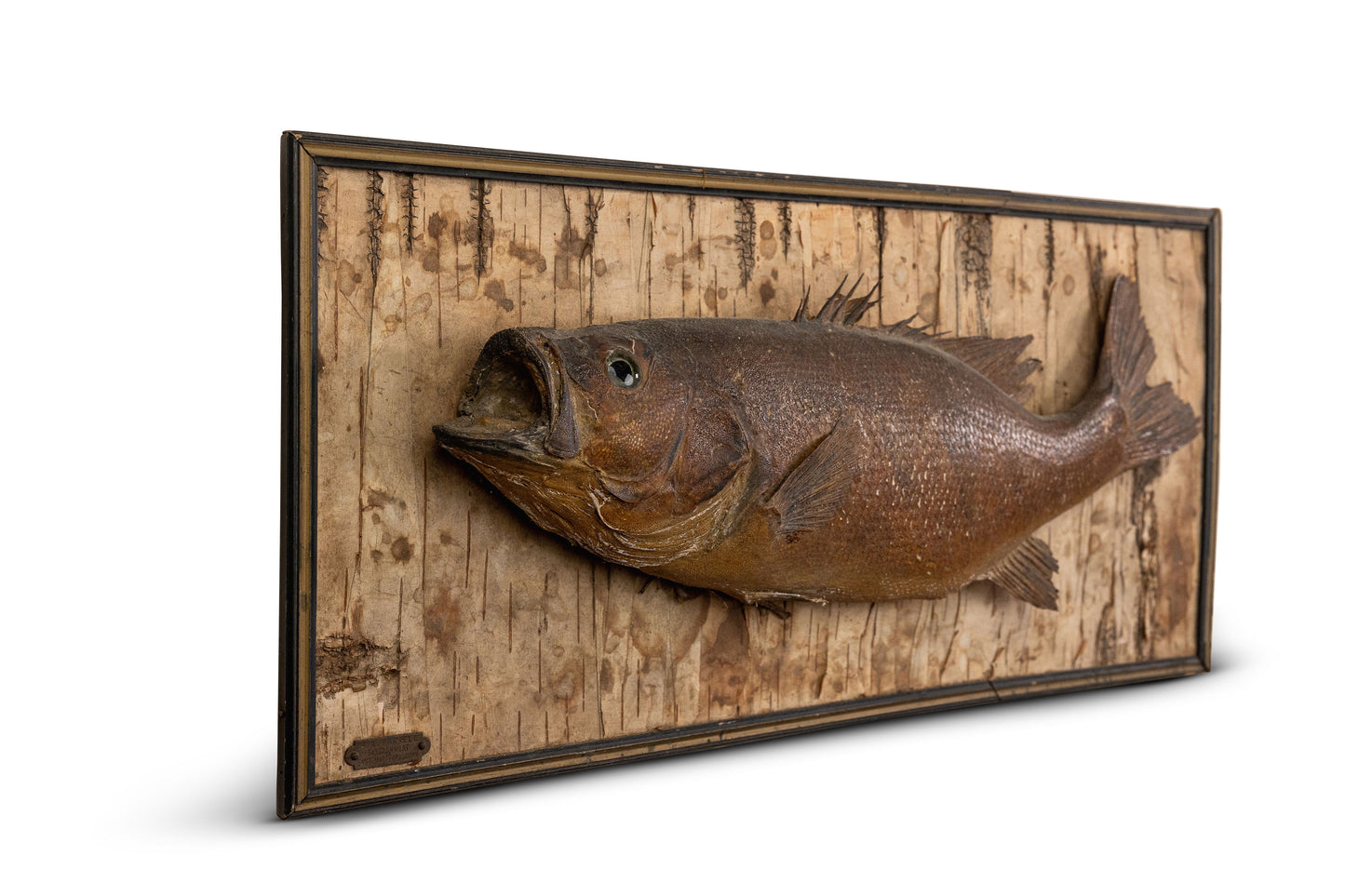 Taxidermy Fish On Birch Bark
