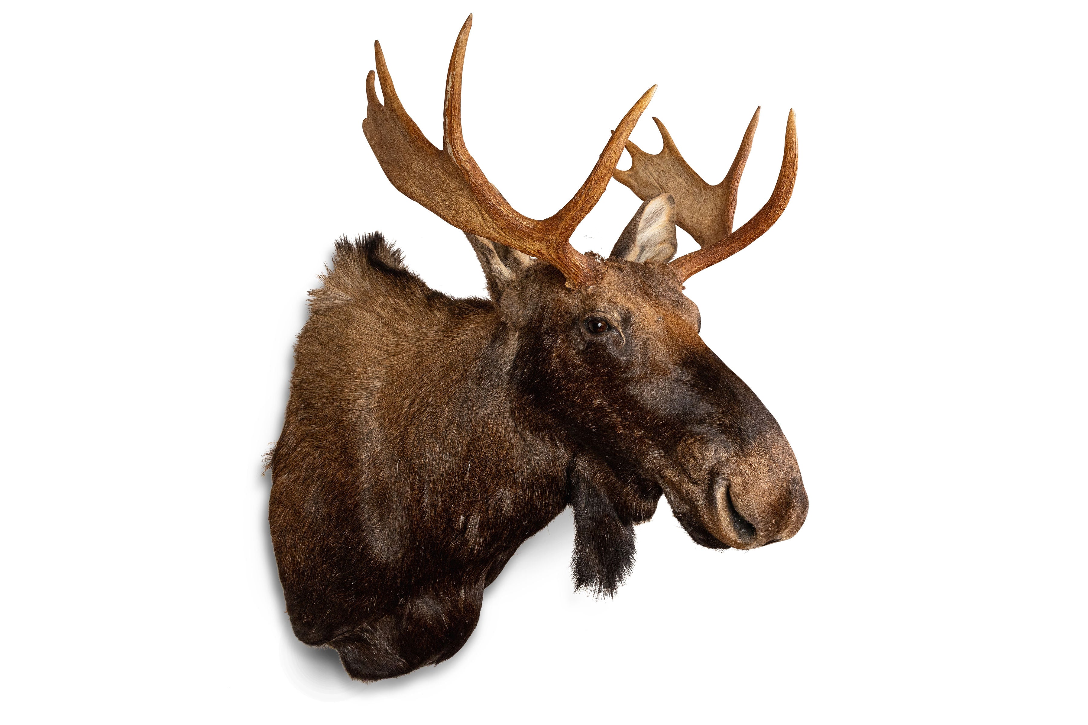 Moose Head Mount Taxidermy – Adirondack-Store-And-Gallery-Inc