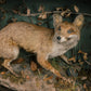 Large Fox Taxidermy Diorama With Babies