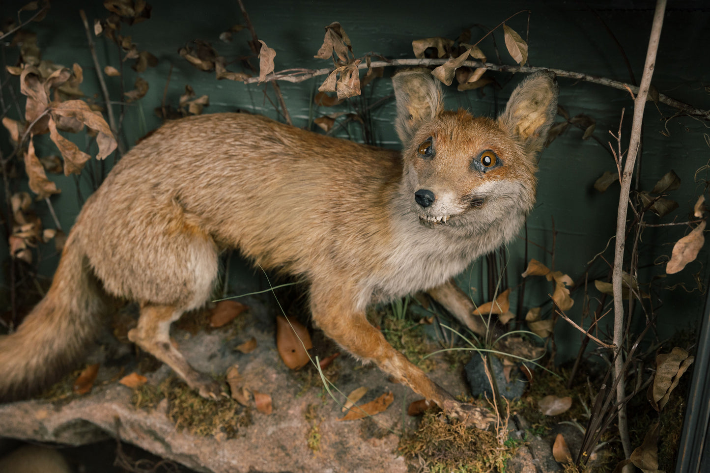 Large Fox Taxidermy Diorama With Babies