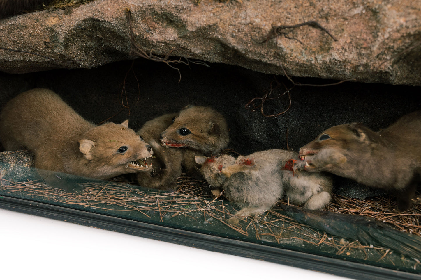 Large Fox Taxidermy Diorama With Babies