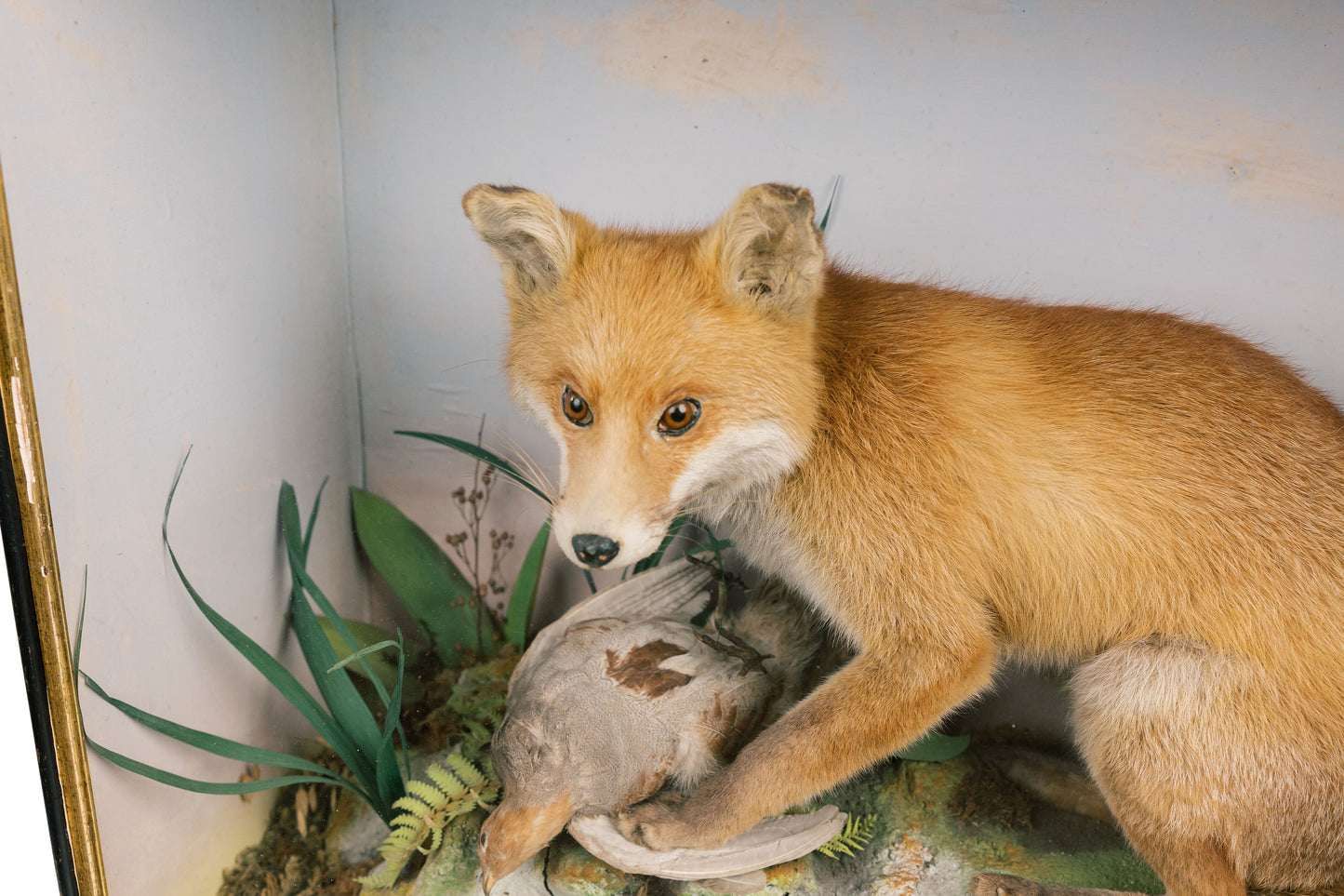 Fox And Bird Diorama Taxidermy