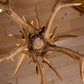 Fallow Deer Chandelier Large Six Light
