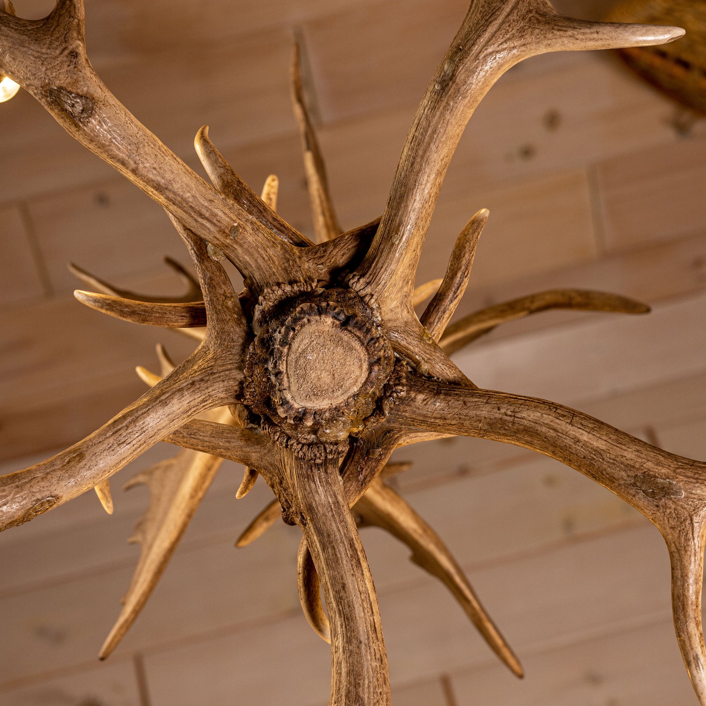 Fallow Deer Chandelier Large Six Light