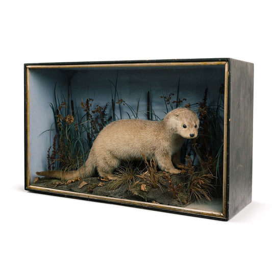 Taxidermy Otter Diorama