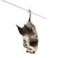Hanging Possum