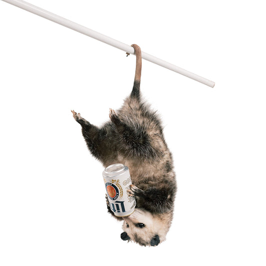 Hanging Possum