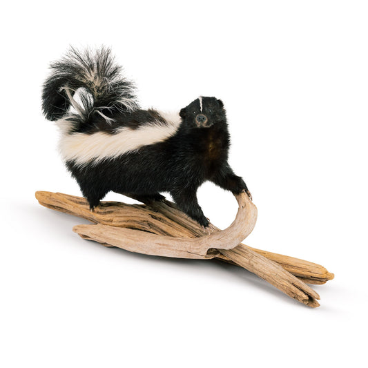 Skunk Mount On Drift Wood Taxidermy