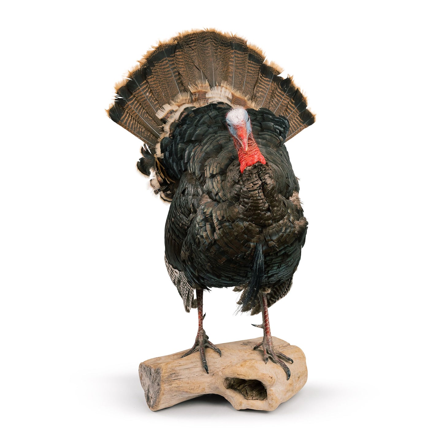 Tom Turkey Taxidermy