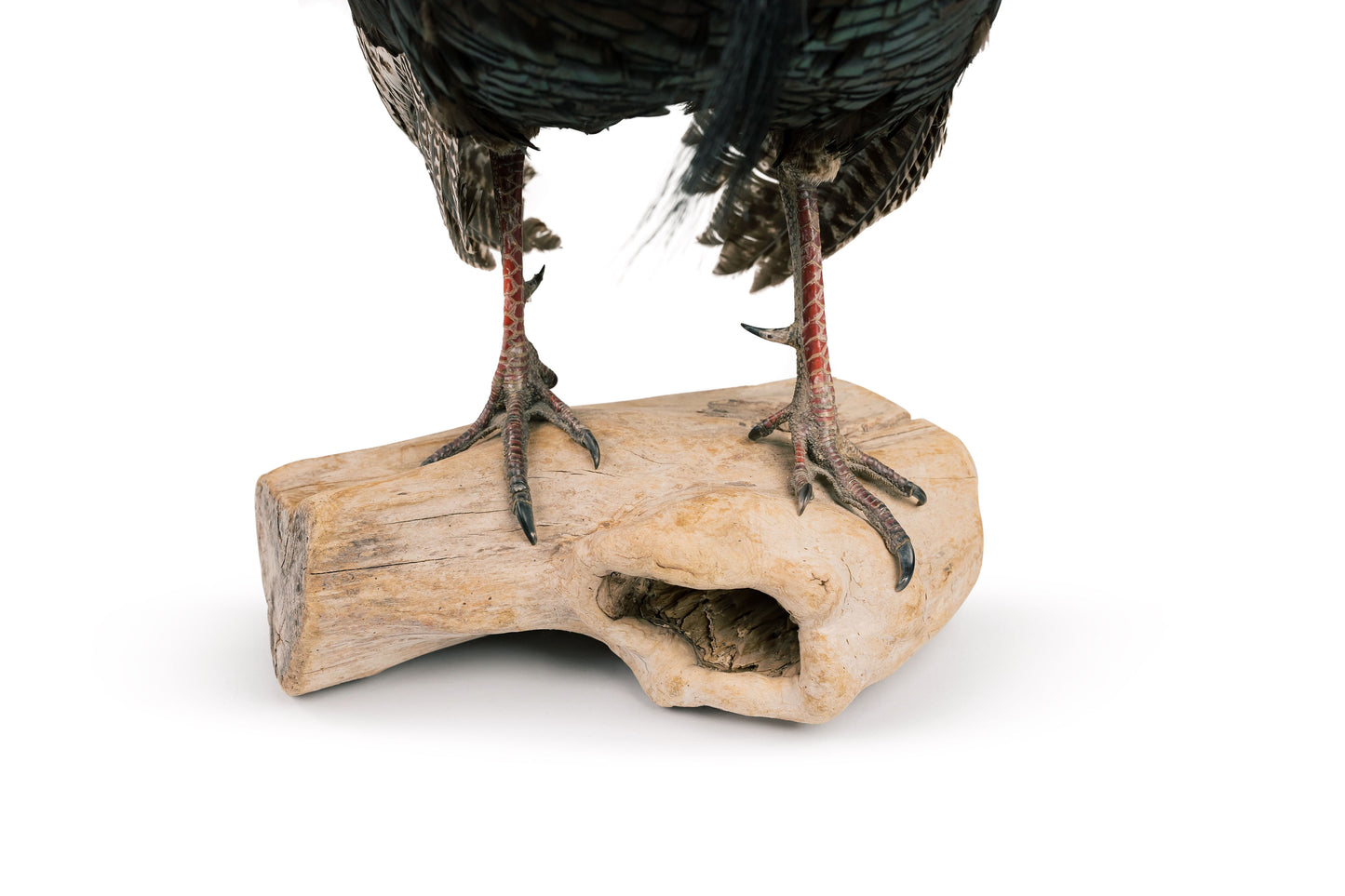 Tom Turkey Taxidermy