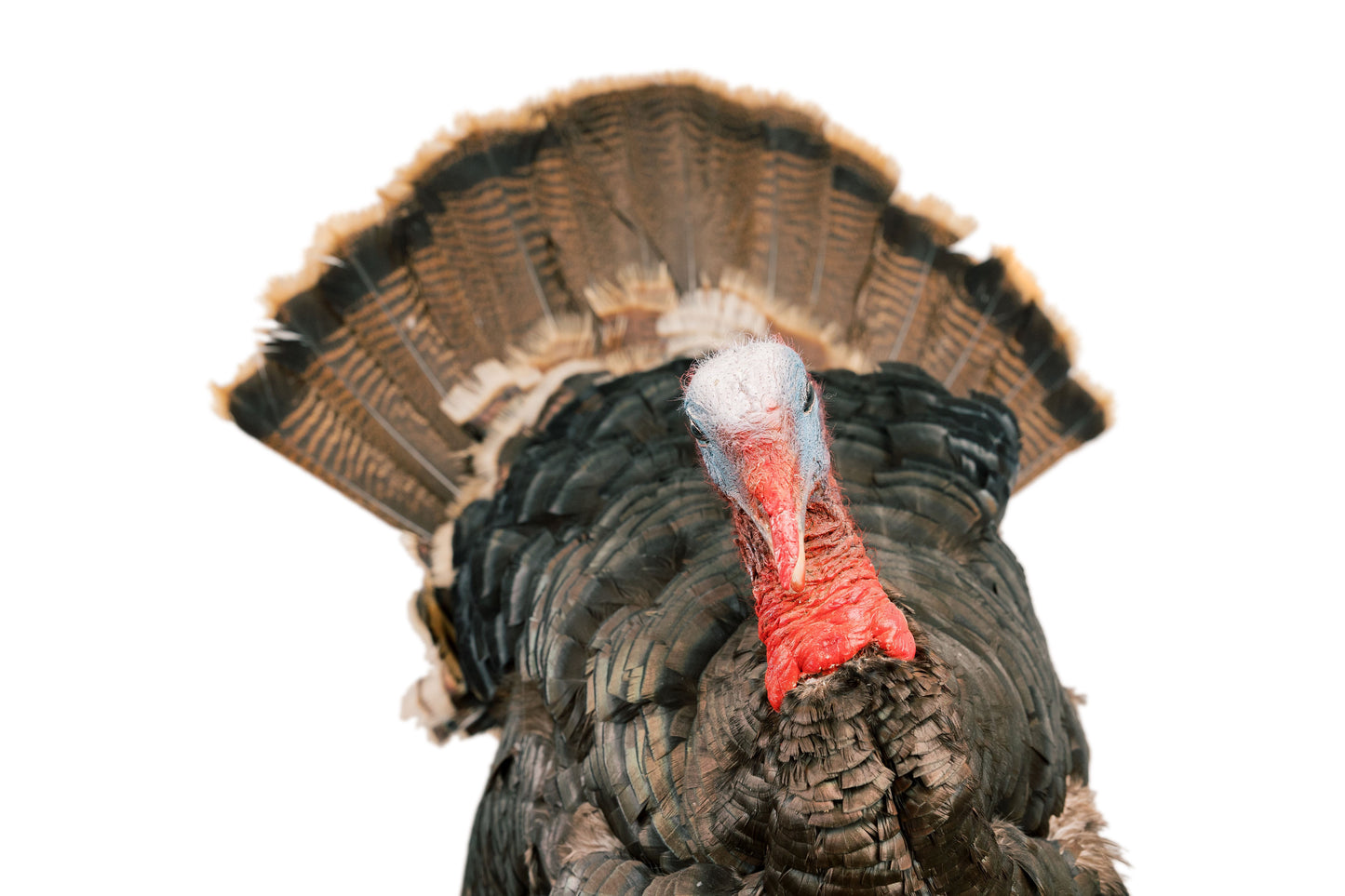 Tom Turkey Taxidermy