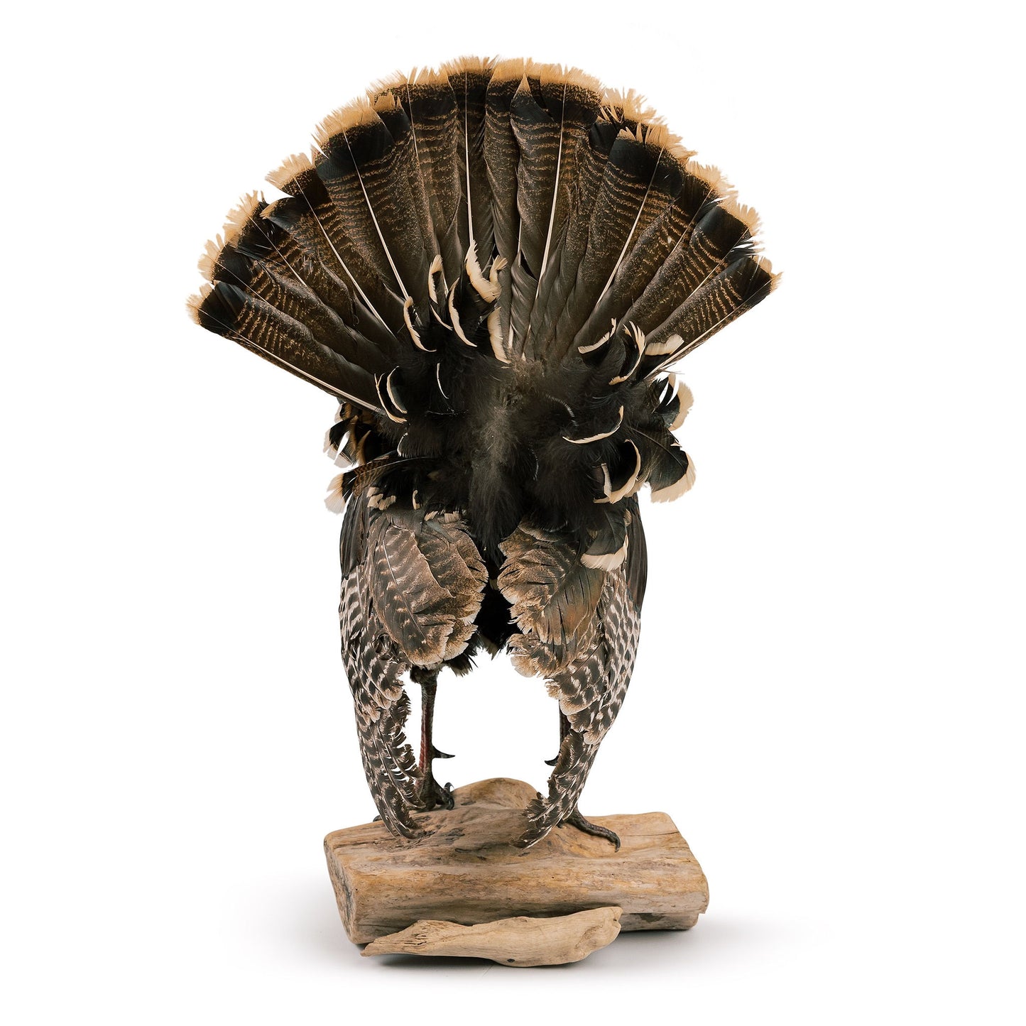 Tom Turkey Taxidermy