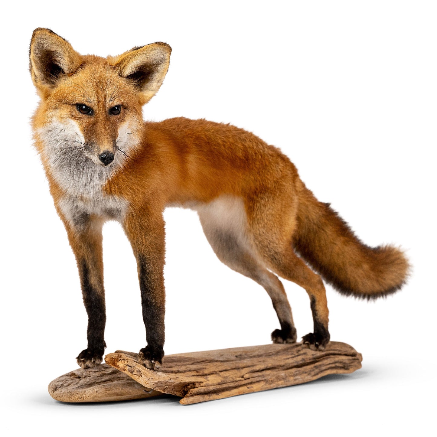 Standing Red Fox On Wood Taxidermy