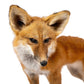 Standing Red Fox On Wood Taxidermy