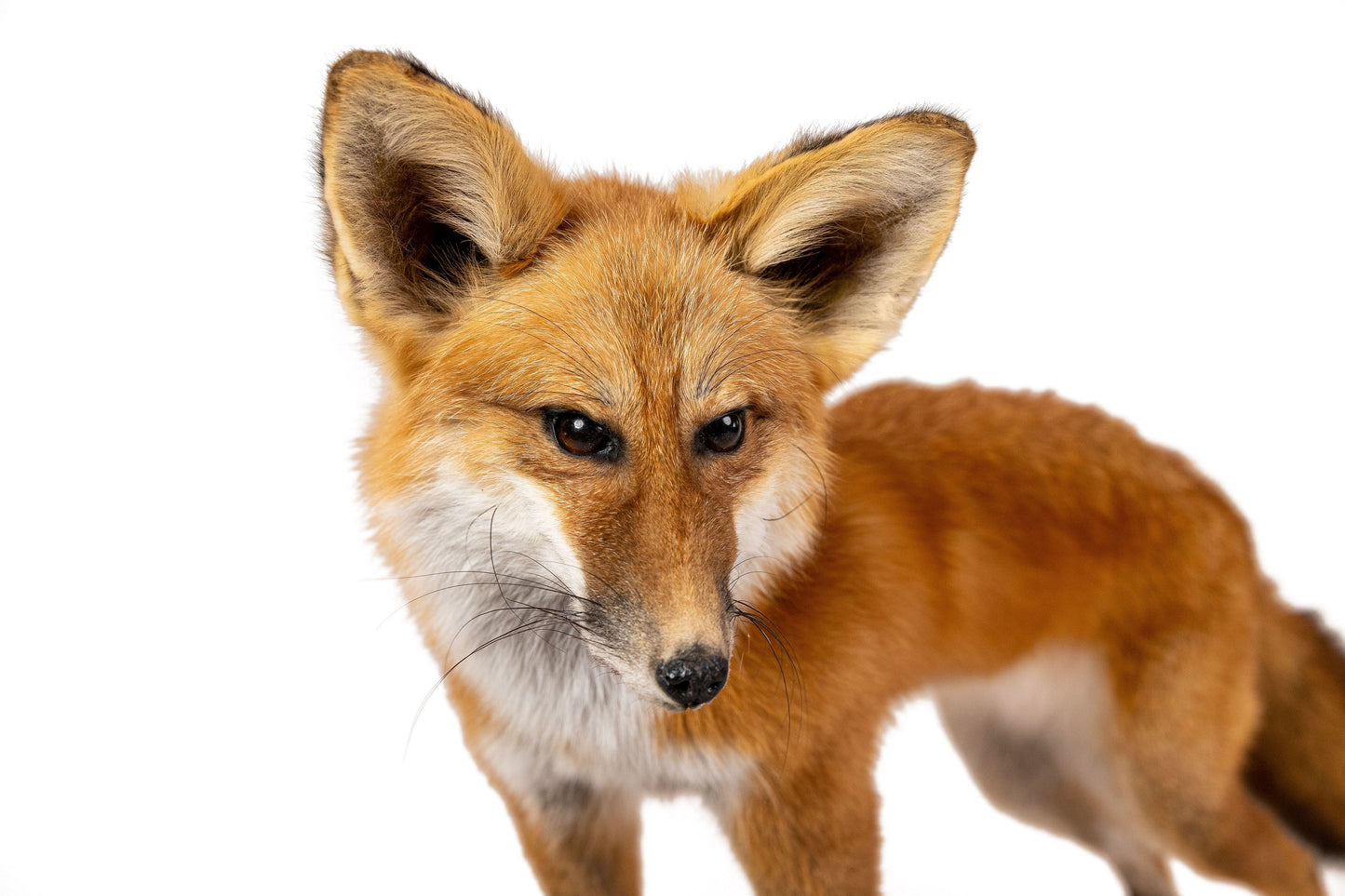 Standing Red Fox On Wood Taxidermy