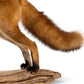 Standing Red Fox On Wood Taxidermy