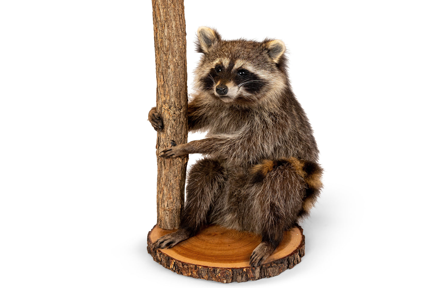 Raccoon Lamp Taxidermy