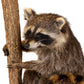 Raccoon Lamp Taxidermy