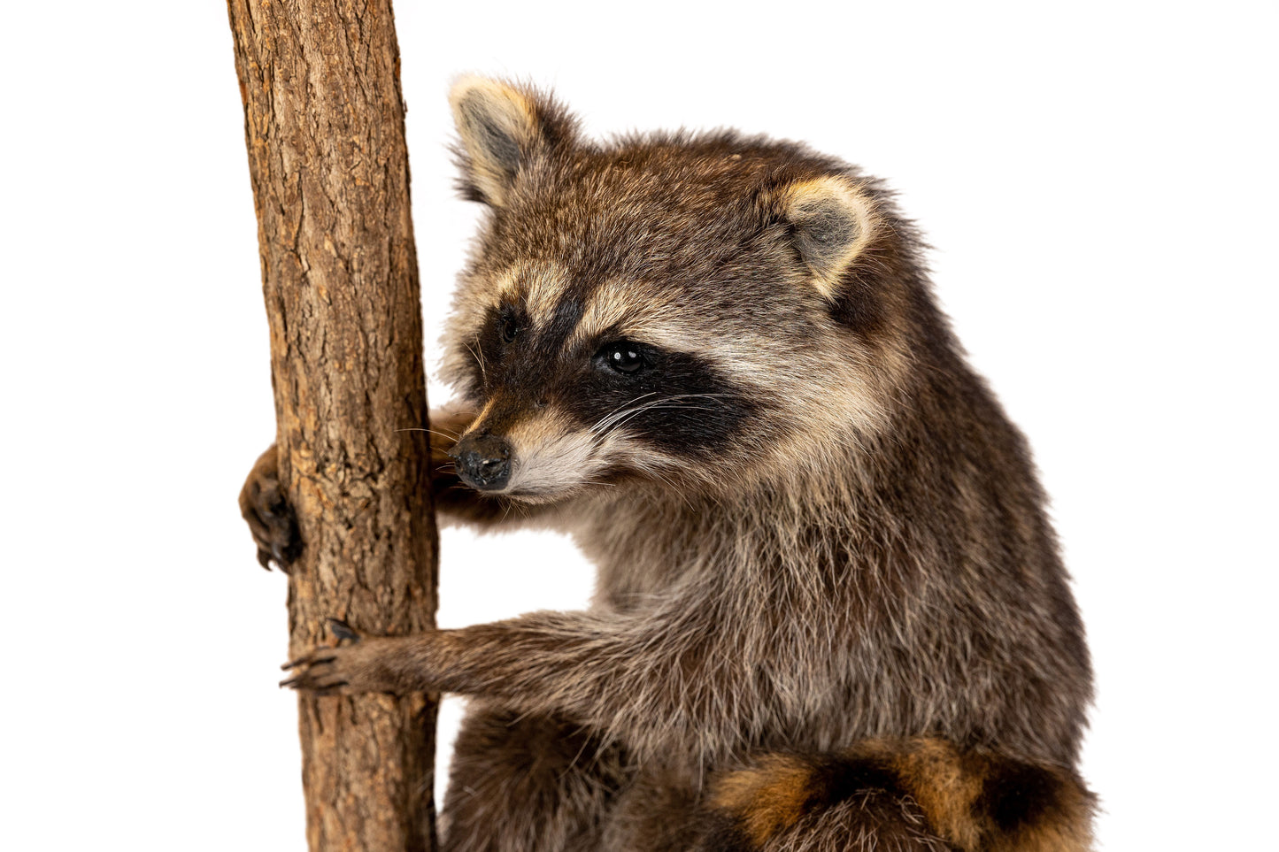 Raccoon Lamp Taxidermy