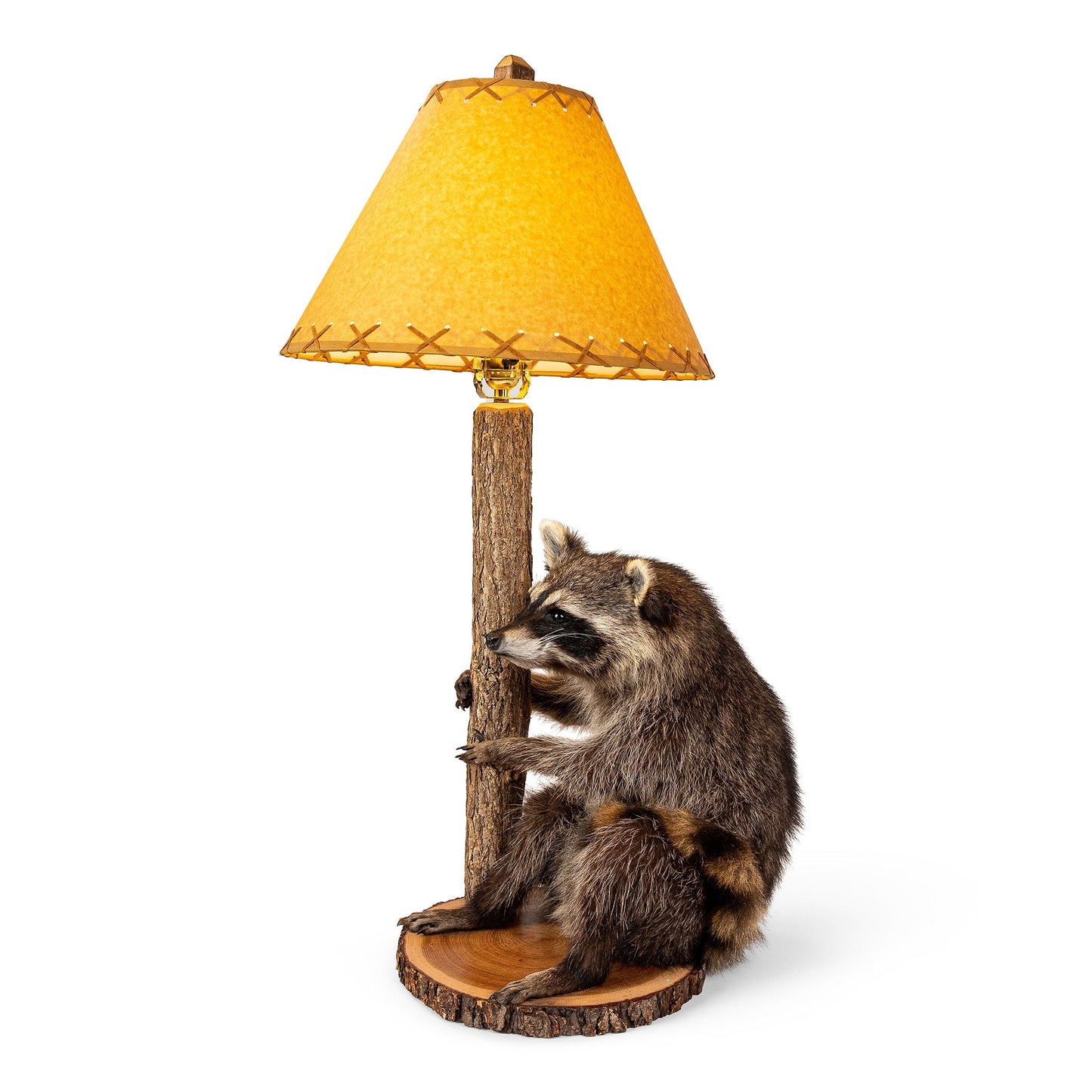 Raccoon Lamp Taxidermy