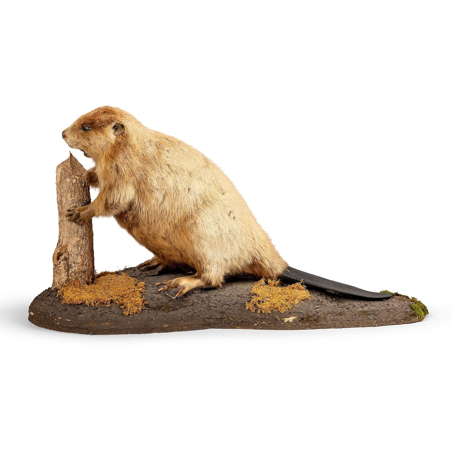 Albino Beaver Taxidermy