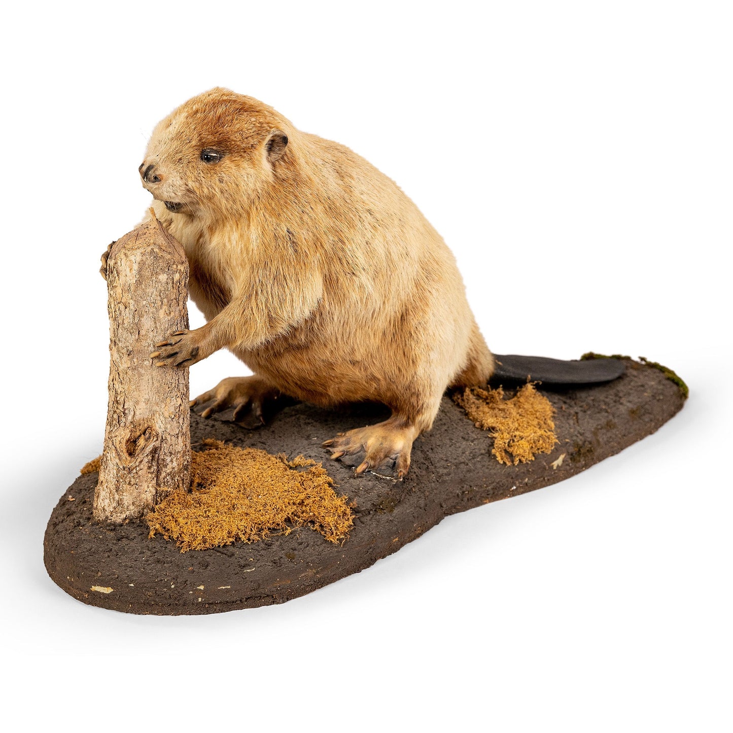 Albino Beaver Taxidermy