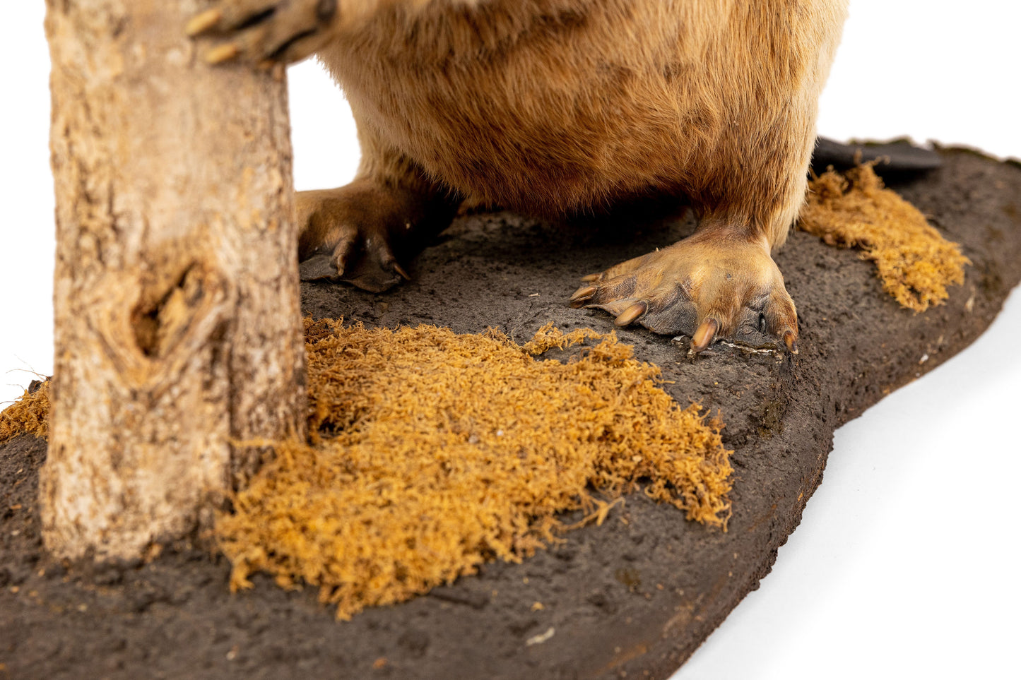 Albino Beaver Taxidermy