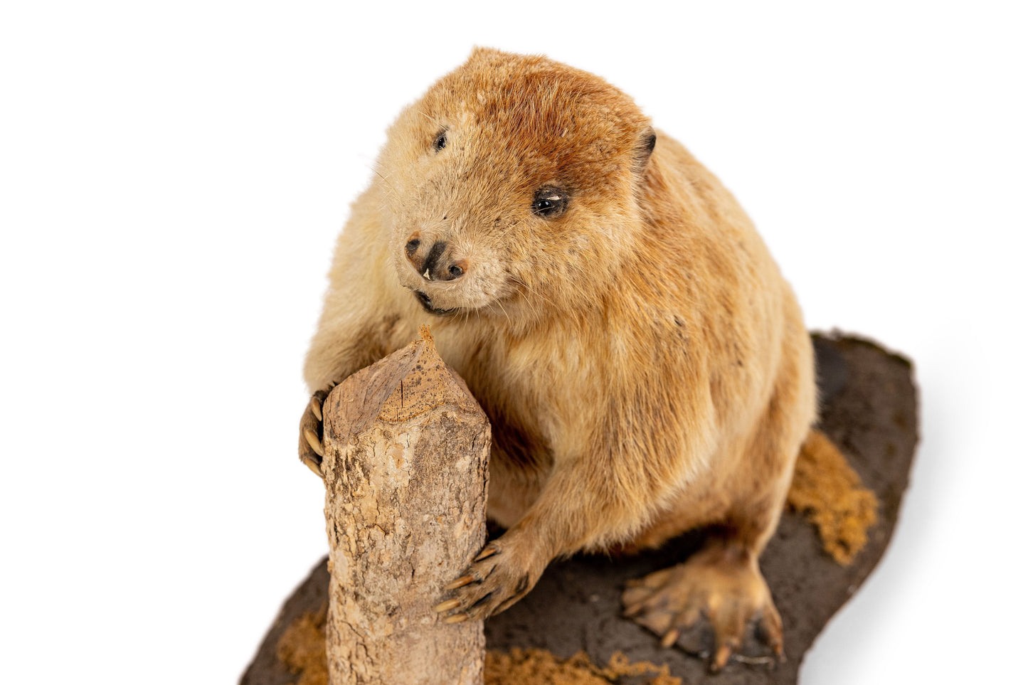 Albino Beaver Taxidermy