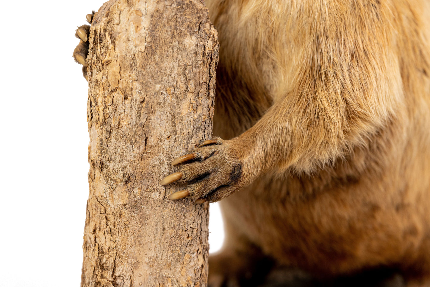 Albino Beaver Taxidermy