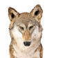 Coyote Full Mount Sitting Position Floor Taxidermy