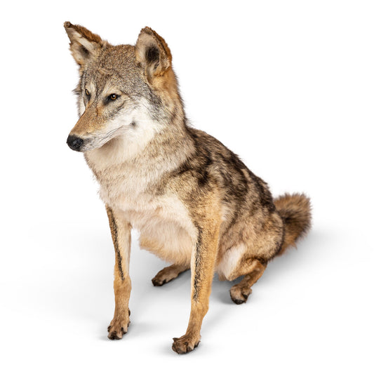Coyote Full Mount Sitting Position Floor Taxidermy