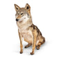 Coyote Full Mount Sitting Position Floor Taxidermy