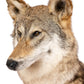 Coyote Full Mount Sitting Position Floor Taxidermy